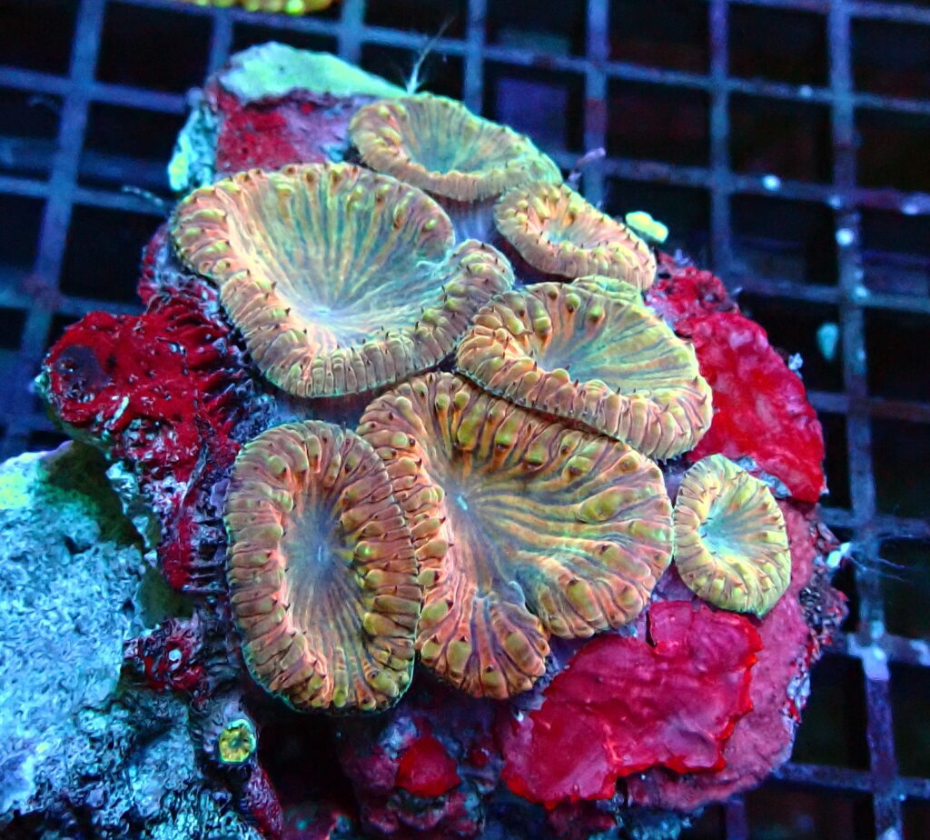 blastomussa merletti