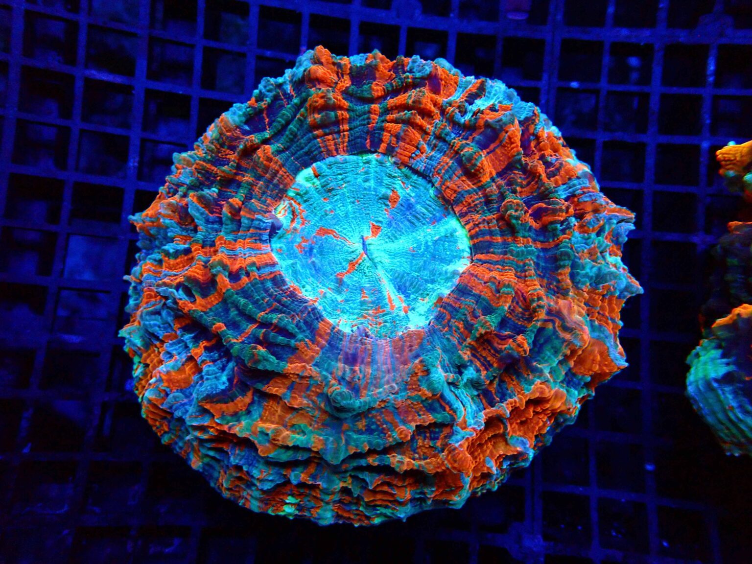 doughnut coral acantophyllia wholesale export coral invertebrates