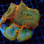 Rhodactis Mushroom Coral