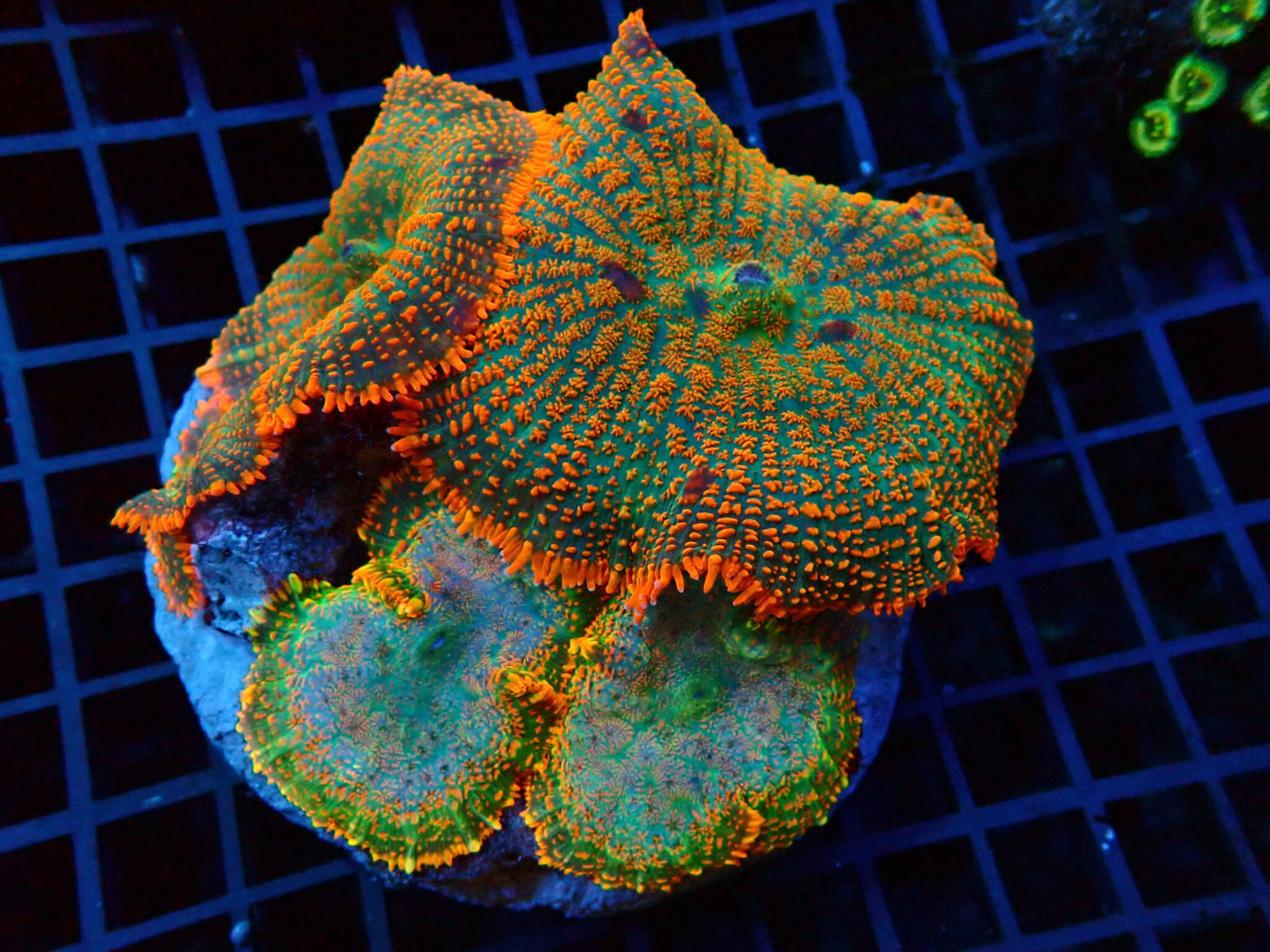 Rhodactis Mushroom Coral