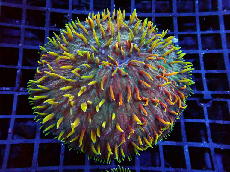 Bright-Plate-Fungia- premium LPS coral