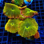 Fine quality Mushroom Coral wholesale export coral invertebrates