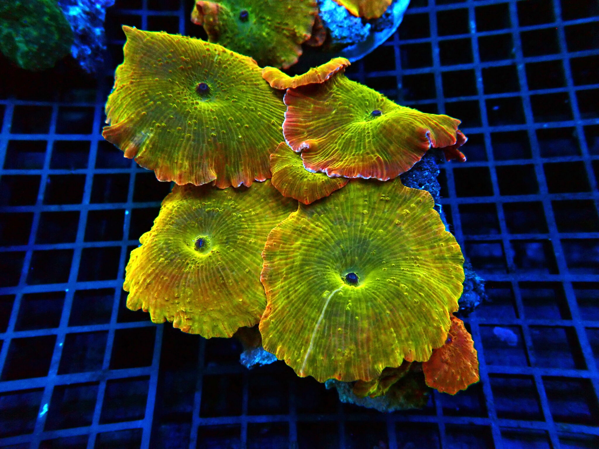 Fine quality Mushroom Coral wholesale export coral invertebrates