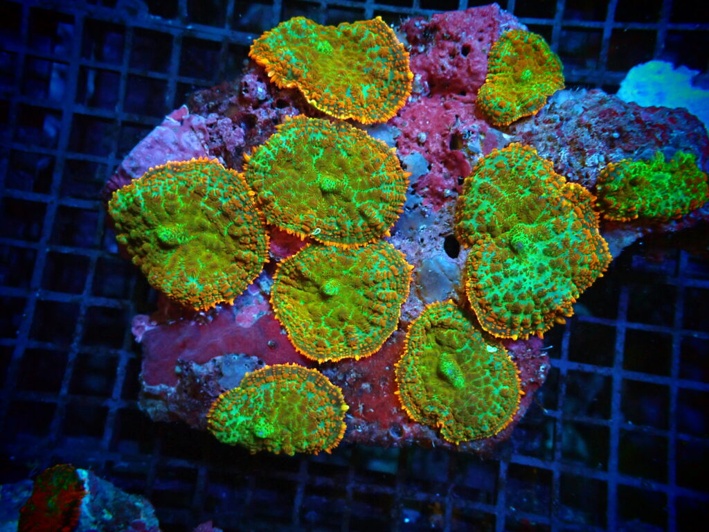 Rhodactis Mushroom Soft Corals