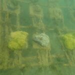 Coral Transplantation Insitu