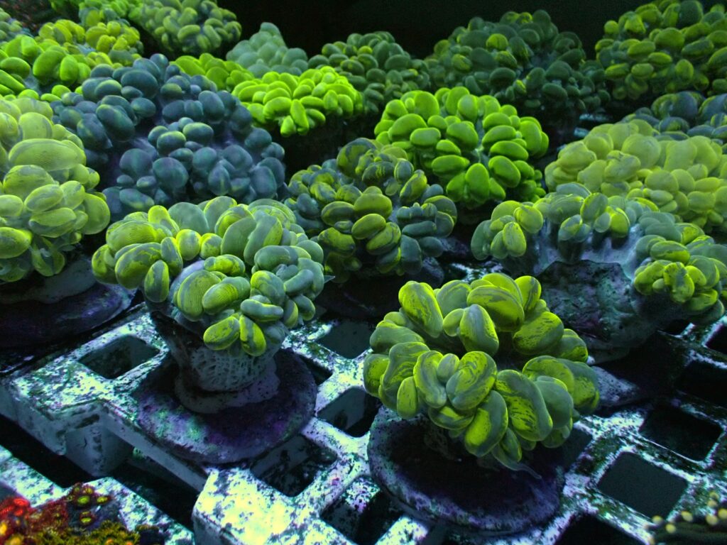Green Bubble Coral Plerogyra sinuosa