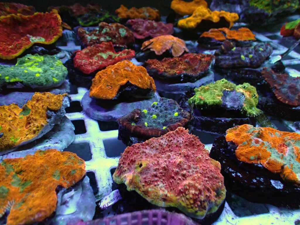 Cultured Corals