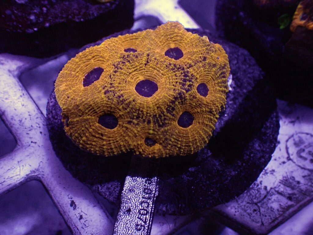 Culture Coral
