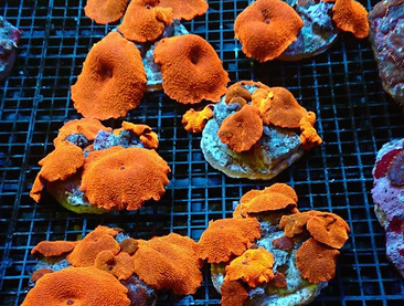 Orange Flame Disco Discosoma sp. Mushroom Coral