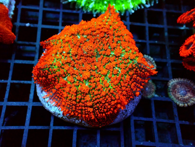 Forest Fire Orange Rhodactis Bounce Mushroom