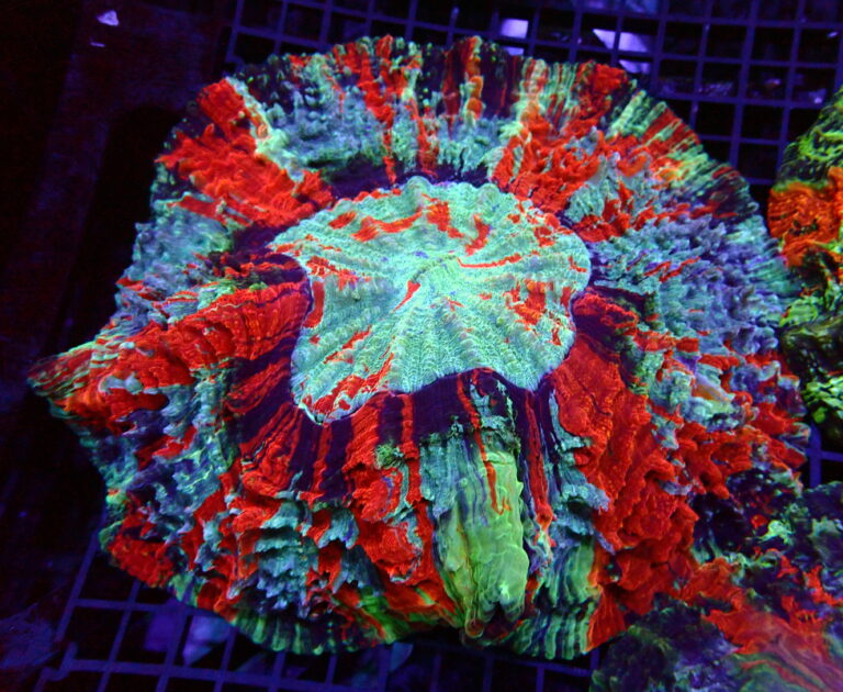 Acantophyllia-Multi-Color-For-Sale-Premium-Wholesale-Corals