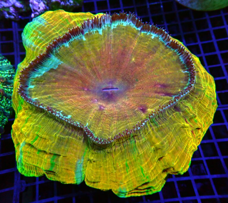 doughnut-Gold-coral-acantophyllia-wholesale-export-coral