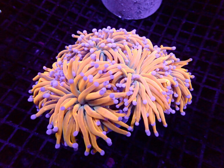 Gold Euphyllia Torch
