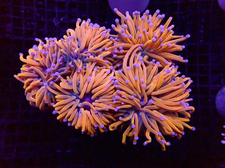 Gold Euphyllia Torch