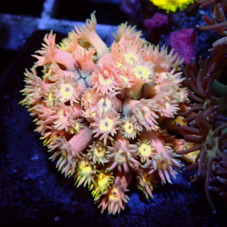 Rainbow Goniopora