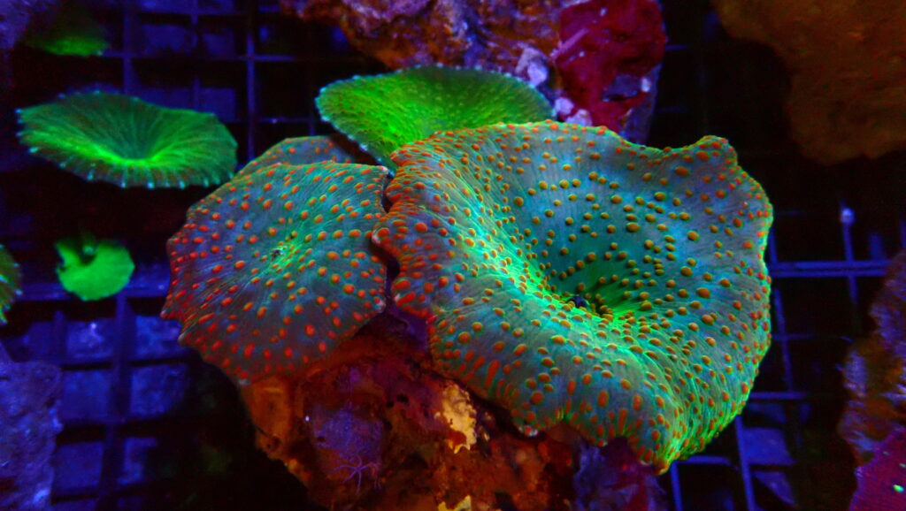 Discosoma Green Red Colony