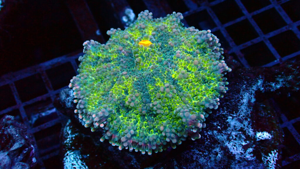 Recordia Yuma Green Purple